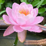 lotus11